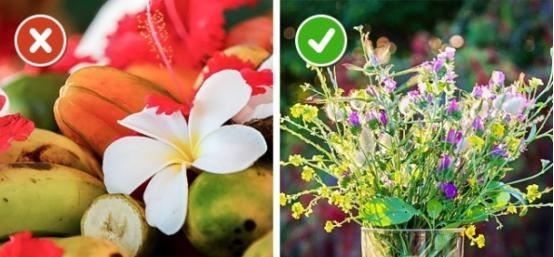 娟蝶鲜花app下载